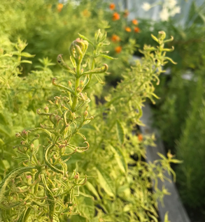 Lemon Verbena - Aloysia citriodora