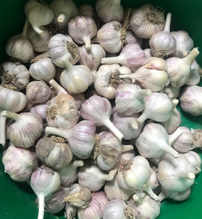 Garlic - Allium sativum