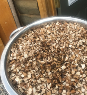 Dandelion Root - Taraxacum officinale