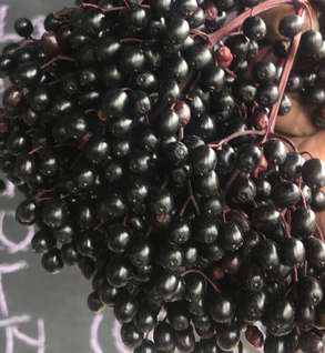 Elderberry Syrup