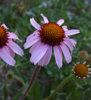 Echinacea Root - Echinacea angustifolia & purpurea
