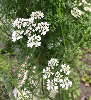 Coriander Seed - Coriandrum sativum
