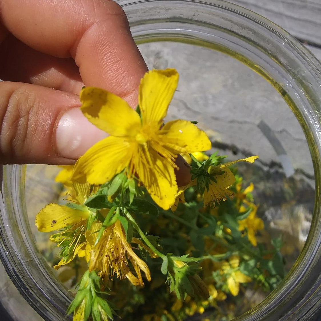 St.-John's-Wort-Infused Oil