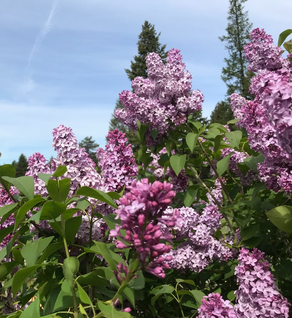 Lilac - Syringa vulgaris