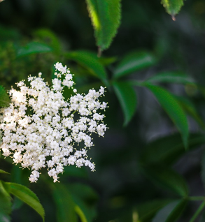 Elder Flower, Black - Sambucus nigra candensis & ebulus