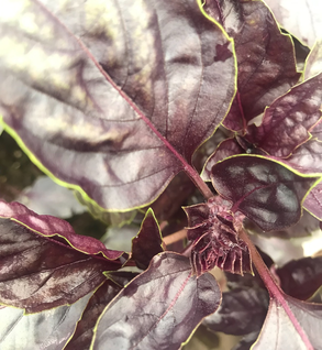 Basil, Purple - Ocimum basilicum