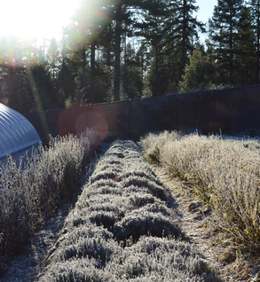 Lavender, Two Season - Lavandula angustifolia