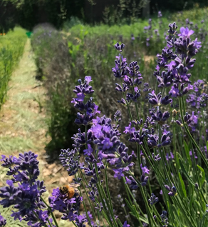 Lavender, Pacific Blue - Lavandula angustifolia