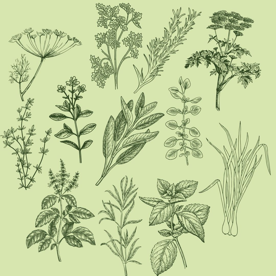 Culinary Herb Sampler