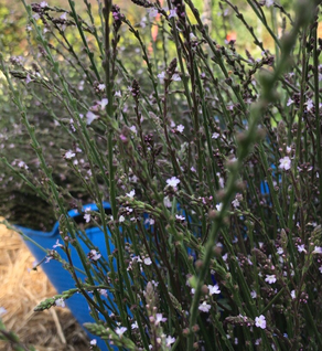 Vervain - Verbena officinalis