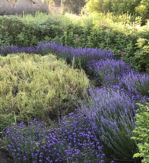 Lavender, New Zealand Blue - Lavandula angustifolia