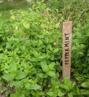 Culinary Herb Sampler