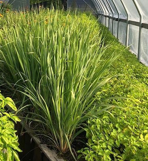 Lemongrass - Cymbopogon citratus