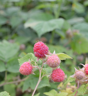 Raspberries - Rubus idaeus