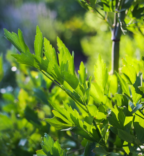 Culinary Herb Sampler