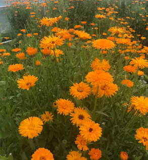 Calendula - Calendula officinalis