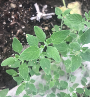 Zuta Levana - Micromeria fruticosa