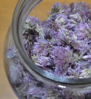 Chive Flowers - Allium schoenoprasum