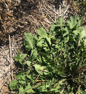 Dandelion Leaf - Taraxacum officinale