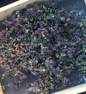 Culinary Herb Sampler