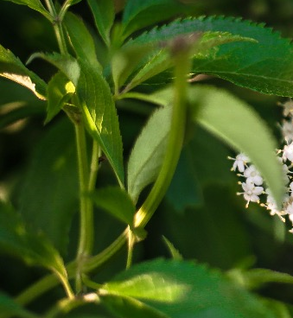 Elder Leaf, Black - Sambucus nigra candensis & ebulus