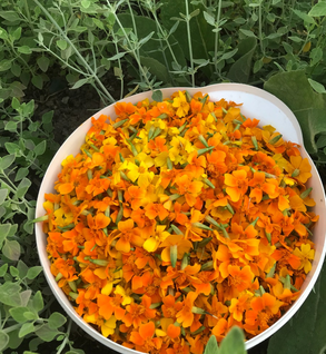 Marigold, Gem - Tagetes teneuifolia