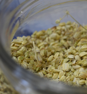 Angelica Seed - Angelica archangelica