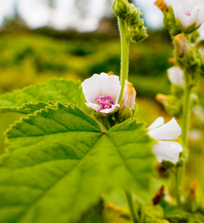 Marshmallow Leaf - Althaea officinalis