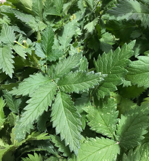 Agrimony Leaf - Agrimonia epitoria