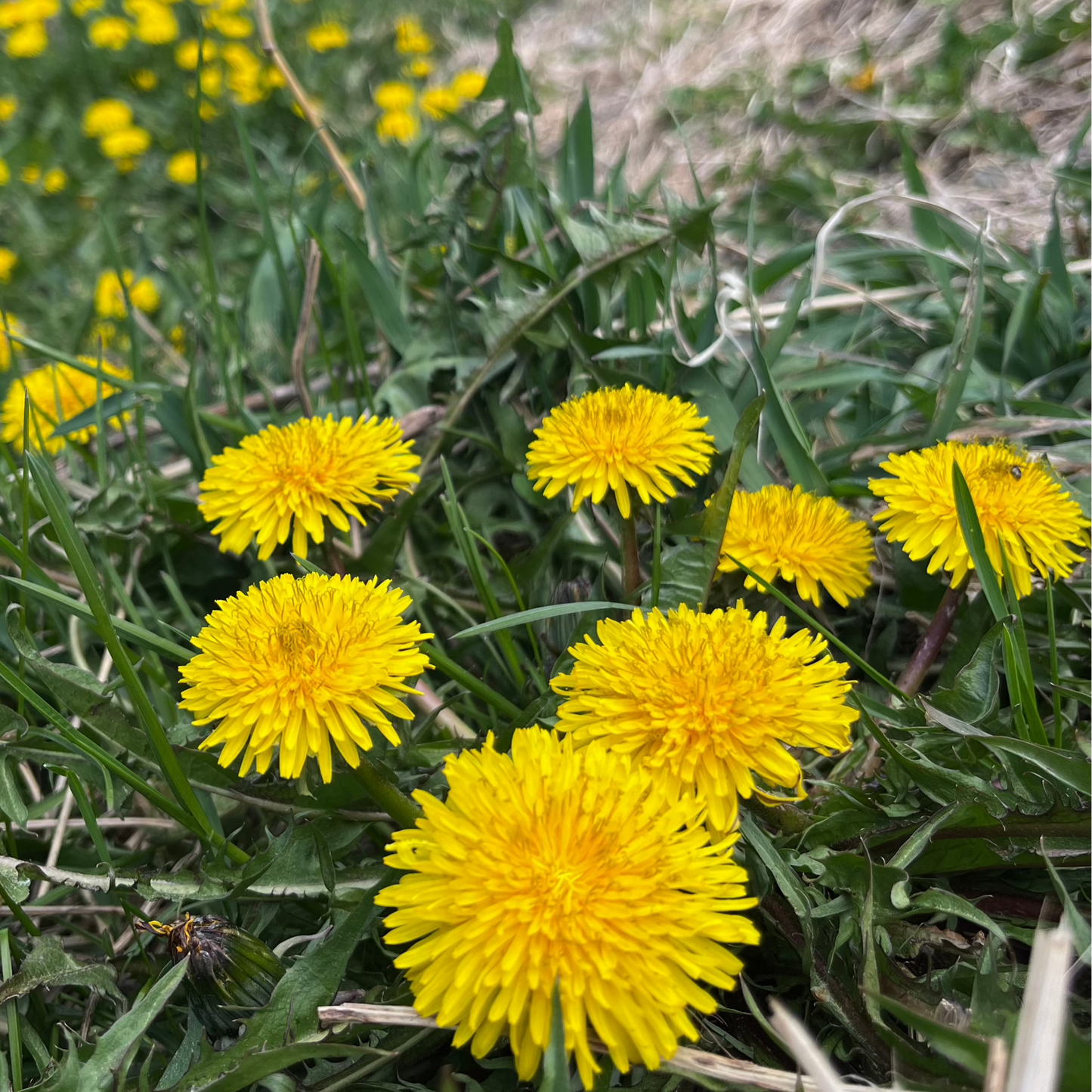 Dandelion Flower - Taraxacum officinale