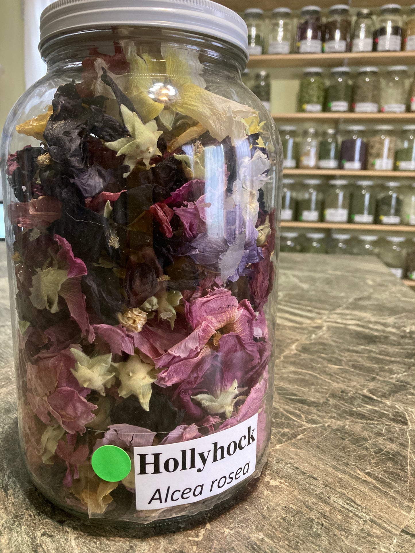 Hollyhock - Alcea rosea
