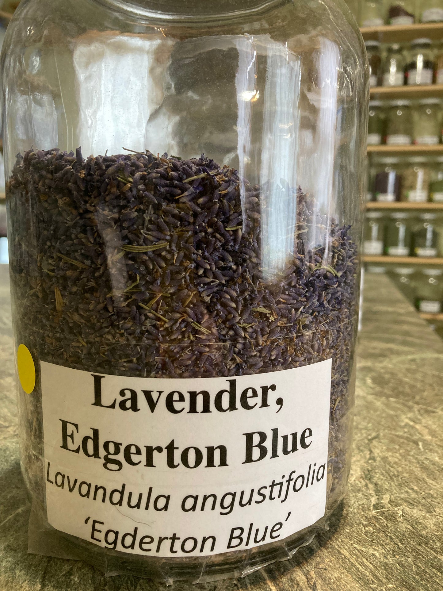 Lavender, Egerton Blue - Lavandula angustifolia