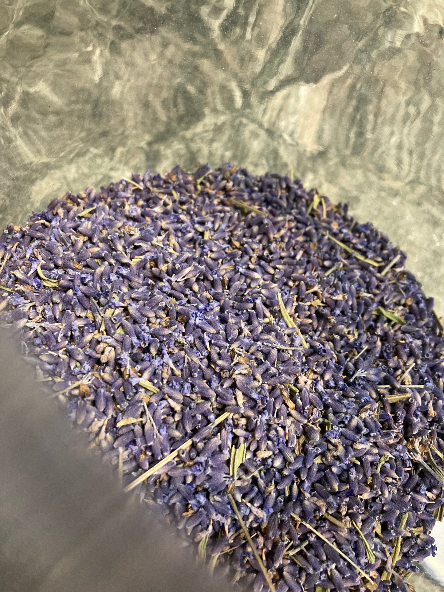 Lavender, Egerton Blue - Lavandula angustifolia