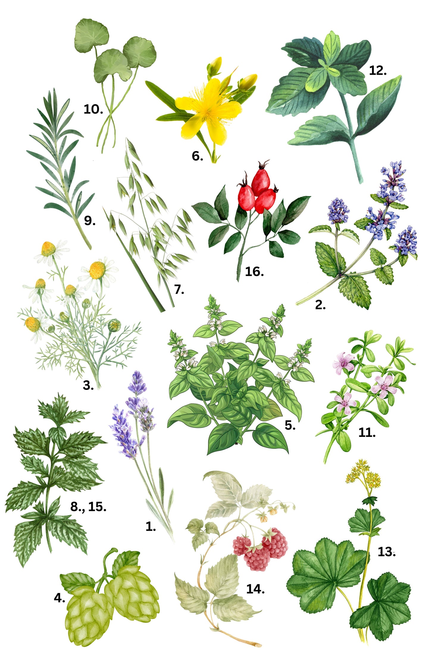 Herbs for Health Workshop Handouts