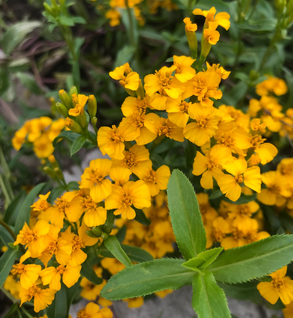 Marigold, Mexican - Tagetes lucida