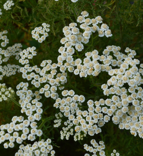 Yarrow - Achillea millefolium