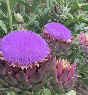 Artichoke Leaf, Globe - Cynara scolymus