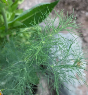 Dillweed - Anethum graveolens