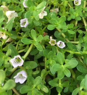 Bacopa - Bacopa monnieri