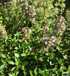 Thyme, Lemon - Thymus citriodorus