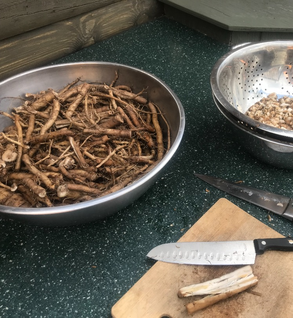 Marshmallow Root - Althaea officinalis