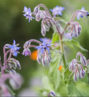 Borage - Borago officinalis
