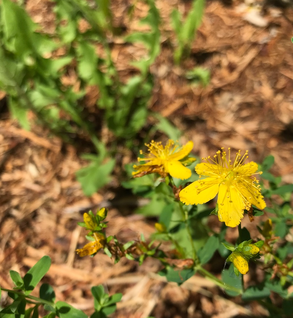 St.-John's-Wort-Infused Oil