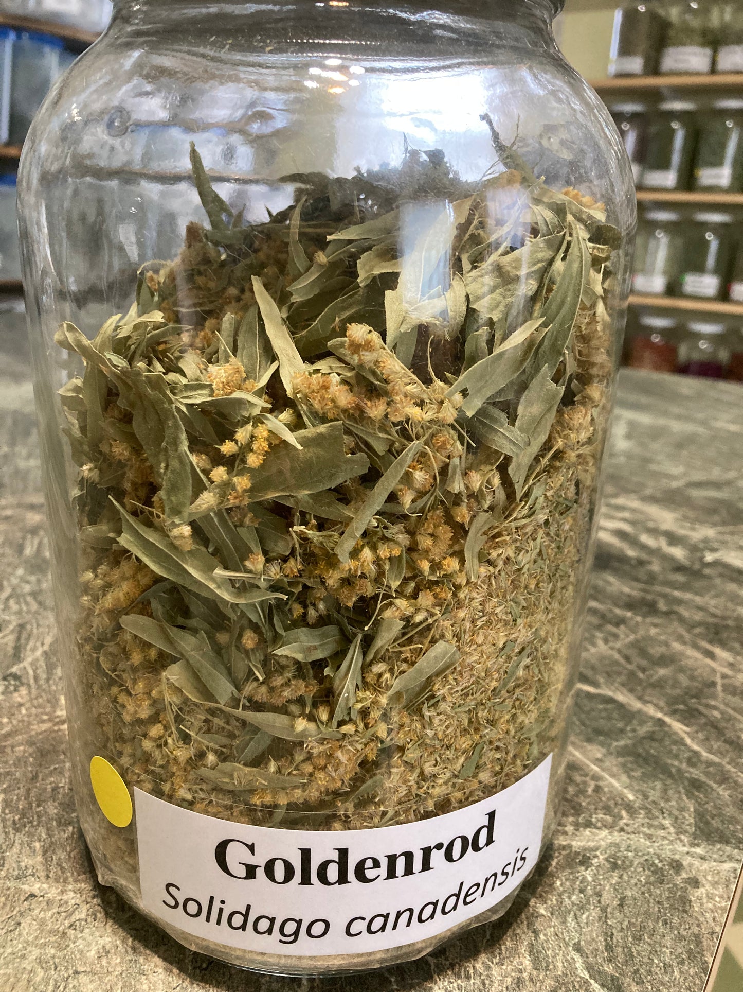 Goldenrod - Solidago canadensis