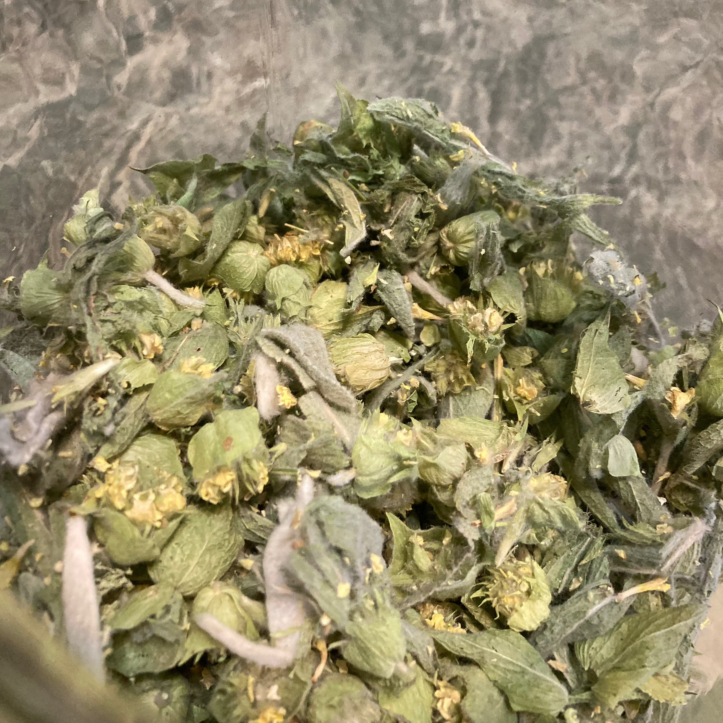 Greek Mountain Tea Flower - Sideritis