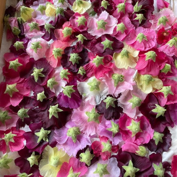 Hollyhock - Alcea rosea
