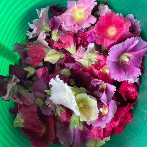 Hollyhock - Alcea rosea