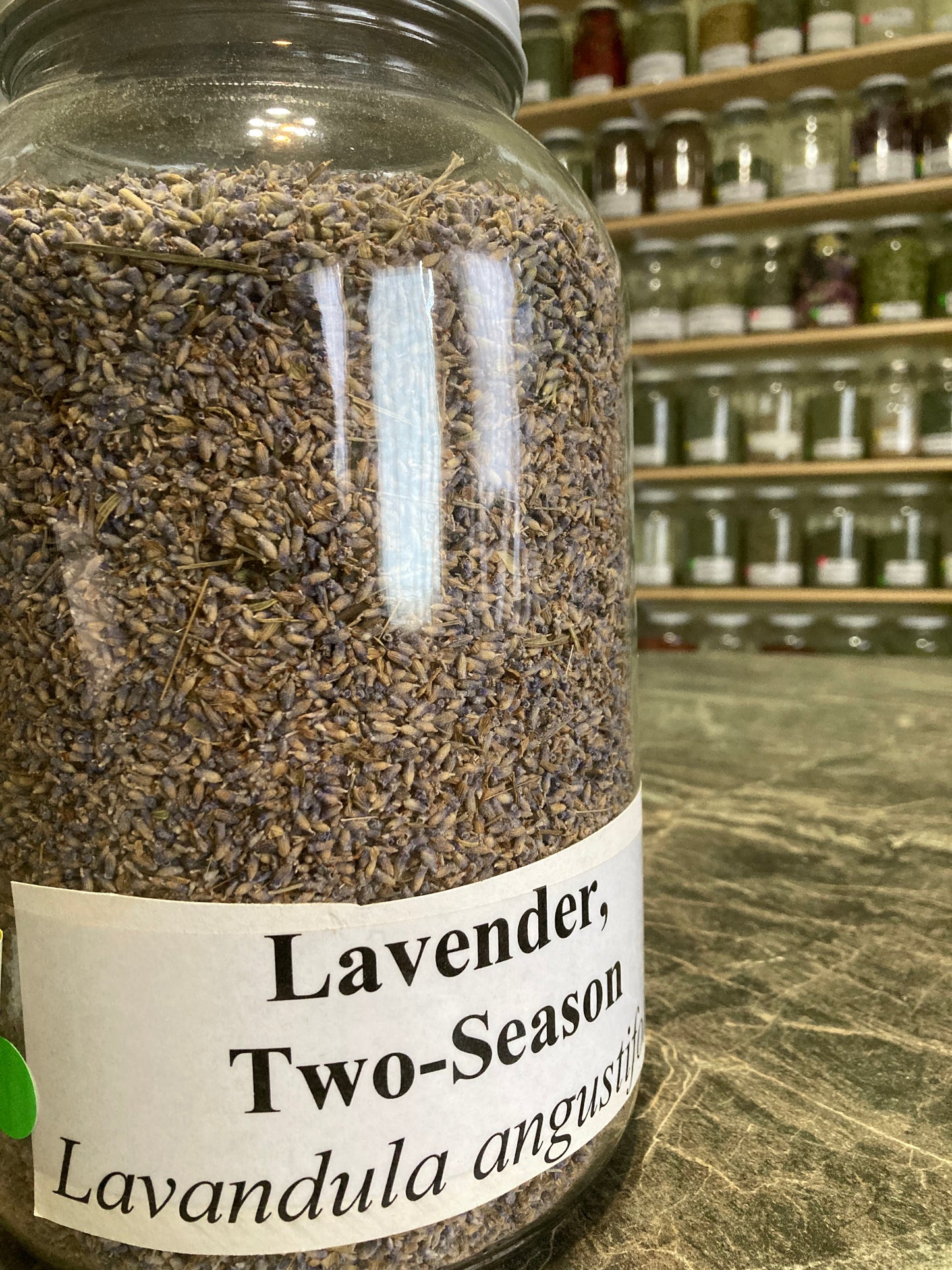 Lavender, Two Season - Lavandula angustifolia