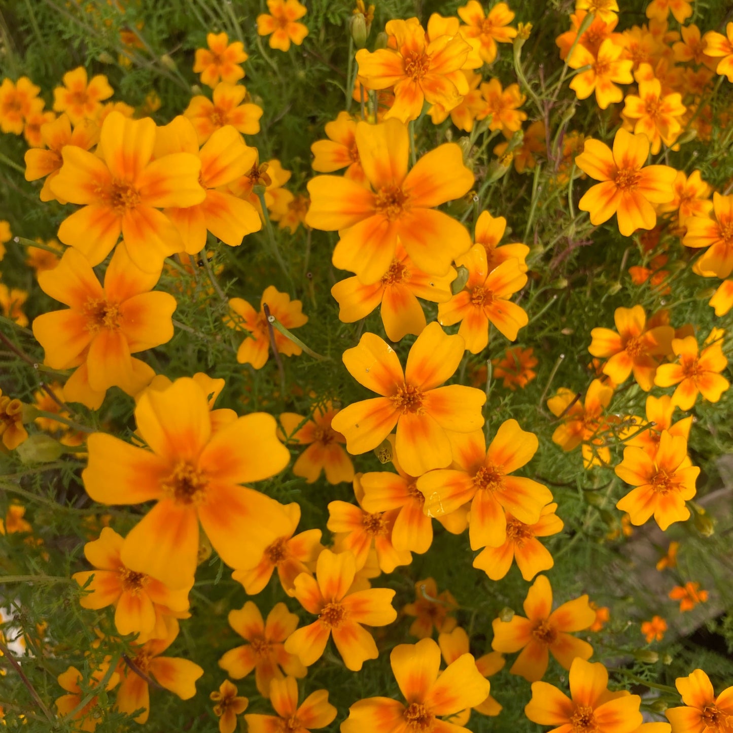 Marigold, Gem - Tagetes teneuifolia