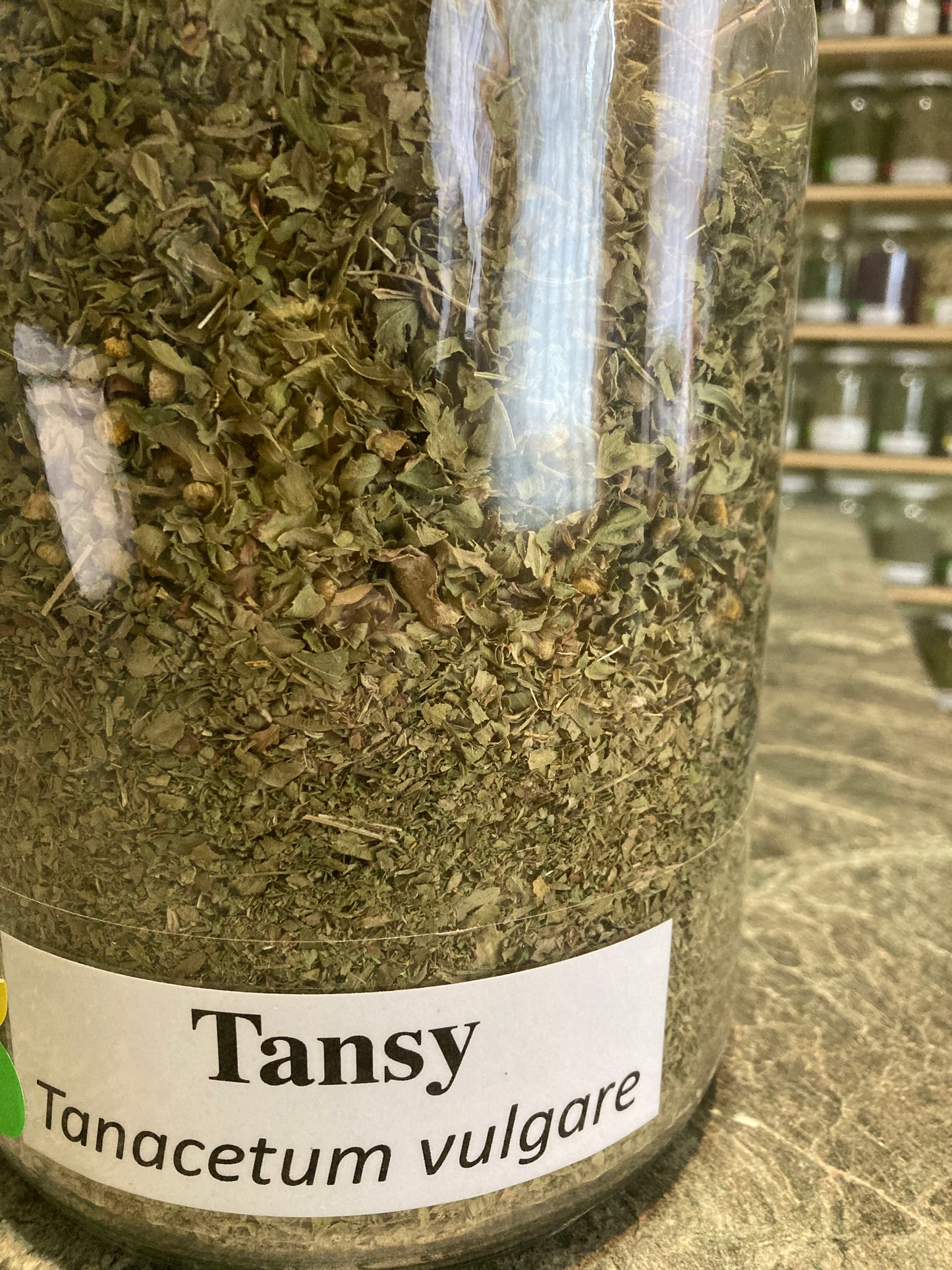 Tansy - Tanacetum vulgare